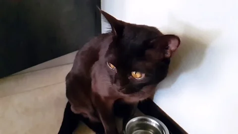 Cat eating   a plate slow-motion shooting licked Stock Footage 89711191