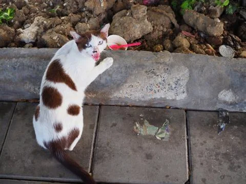 Cat eating protecting empty ice cream paper cup, angry Foto stock