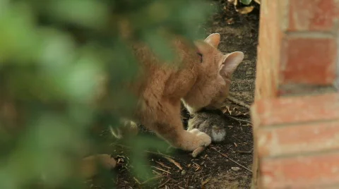 Cat eating rabbit Video stock 828823