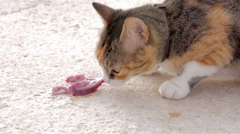 Cat eating raw fish Stock Footage 41471320