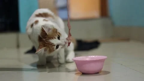 Cat eating raw meat 库存影片 153772763