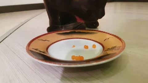 The cat is eating red caviar Stock Footage 83954819