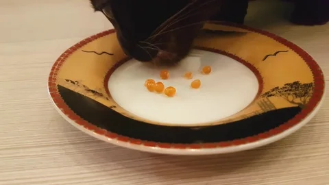 The cat is eating red caviar Video stock 84094977