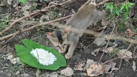 Cat eating rice. Stock Footage 295943992