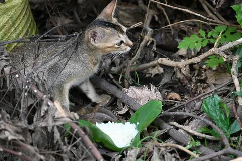 Cat eating rice. Stock Photos