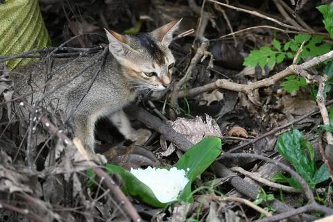 Cat eating rice. Stock Photos