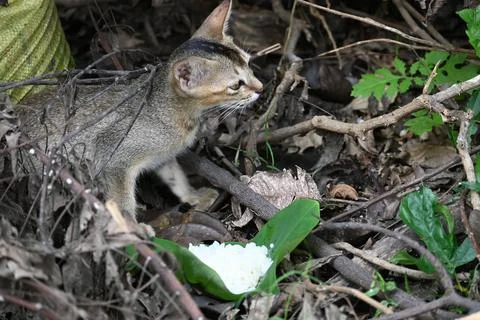 Cat eating rice. Stock Photos