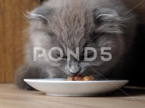 Cat Eating From A Saucer Cat Food. Big Cat Muzzle