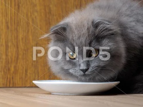 Cat Eating From A Saucer Cat Food. Big Cat Muzzle