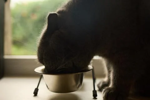 A cat is eating from a silver bowl placed on the floor near a window. Sunligh Stock Photos
