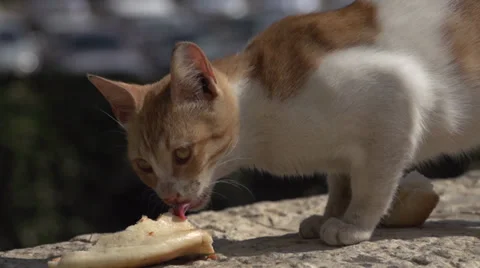 Cat Eating in Slow Motion Stock Footage 37847113