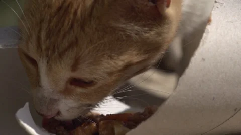 Cat Eating in Slow Motion Stock Footage 37848260