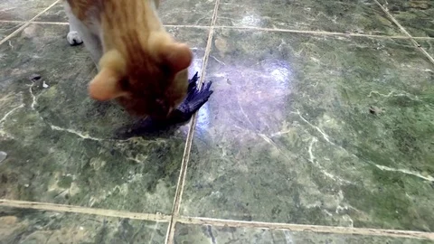 Cat eating tail from fish on tile Stock-Footage 79617946