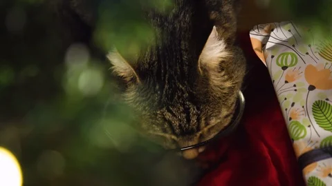 Cat eating under christmas tree Stock Footage 121685472