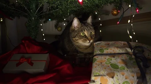 Cat eating under christmas tree Stock Footage 121685652