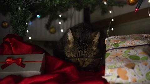 Cat eating under christmas tree Stock Footage 121686534