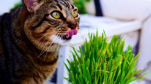 Cat Eating Wheat Grass Stock Footage 99182367
