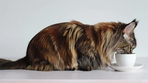 Cat eating from white cup Stock Footage 131553527