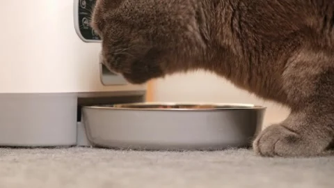 The cat eats from an automatic feeder. Automatic pet food dispenser on the floor Stock Footage 241616545