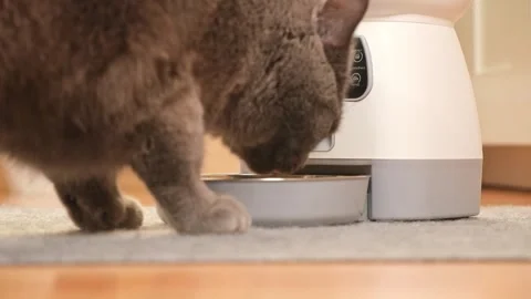 The cat eats from an automatic feeder. Automatic pet food dispenser on the floor Stock Footage 241927680