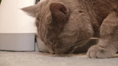 The cat eats from an automatic feeder. Automatic pet food dispenser on the floor Stock Footage 241927770