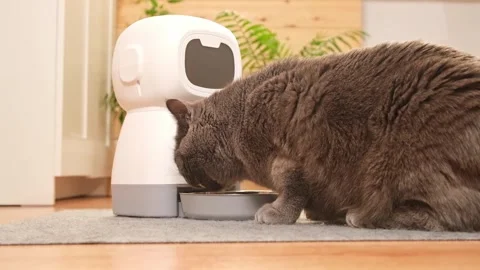 The cat eats from an automatic feeder. Automatic pet food dispenser on the floor Stock Footage 242298809