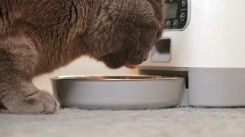 The cat eats from an automatic feeder. Automatic pet food dispenser on the floor Stock Footage 242298869
