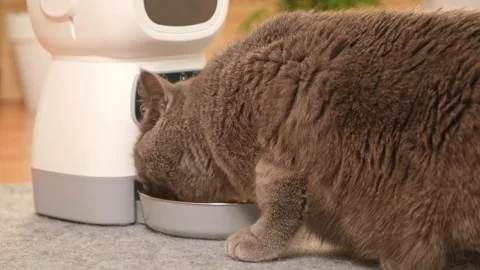 The cat eats from an automatic feeder. Automatic pet food dispenser on the floor Stock Footage 242444567