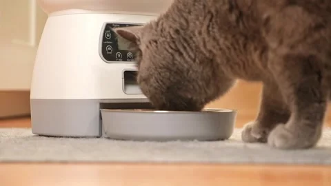 The cat eats from an automatic feeder. Automatic pet food dispenser on the floor Stock Footage 243289099
