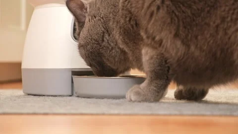 The cat eats from an automatic feeder. Automatic pet food dispenser on the floor Stock Footage 243792378