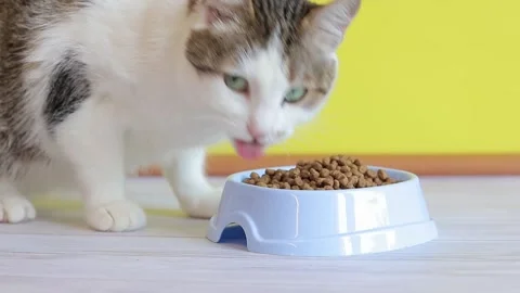 The cat eats a balanced dry food. Pet diet concept Stock Footage 246700584