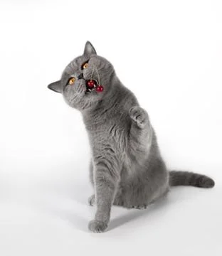 The cat eats the berry cherry. A cute fat British cat Stock Photos