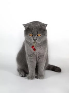 The cat eats the berry cherry. A fat British cat stole a berry. British grey  Stock Photos