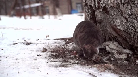 Cat eats a bird Stock Footage 123470648