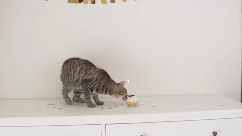 The cat eats a birthday cake with a candle Stock Footage 218451818