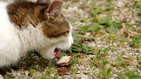 Cat eats biscuit Stock Footage 52209500
