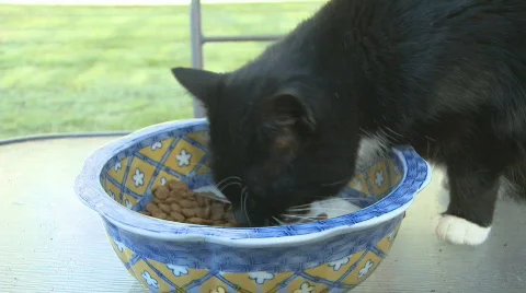 Cat eats biscuits Stock Footage 777851