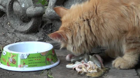 A cat eats bowels Stockbeeldmateriaal 39718654