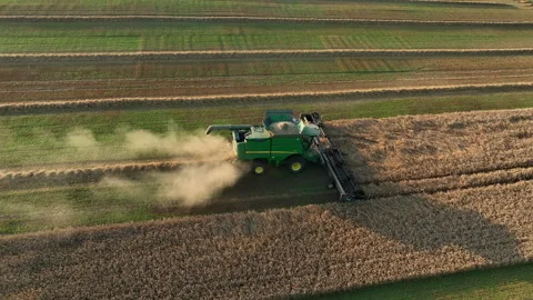 Cat eats from a bowl. Cat of the British chinchilla breed during eats. Stock Footage 252833854