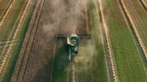 Cat eats from a bowl. Cat of the British chinchilla breed during eats. Stock Footage 252839829