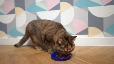 Cat eats from a bowl. Cat of the British chinchilla breed during eats. 스톡 동영상 277535566
