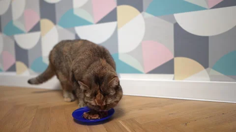 Cat eats from a bowl. Cat of the British chinchilla breed during eats. 스톡 동영상 277535567