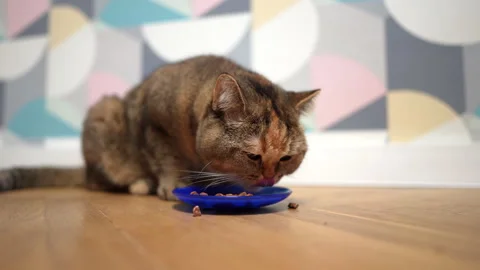 Cat eats from a bowl. Cat of the British chinchilla breed during eats. Stock Footage 277535772