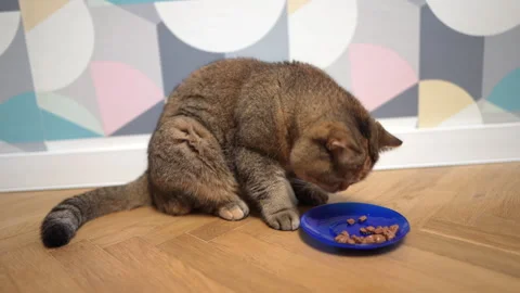 Cat eats from a bowl. Cat of the British chinchilla breed during eats. Vídeo Stock 277535783