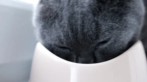 Cat eats from a bowl . Feeding your pet. Dry food for cats. Pets. The cat is Stock Footage 142467141