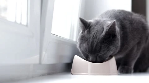 Cat eats from a bowl . Feeding your pet. Dry food for cats. Pets. The cat is Stock Footage 142467740