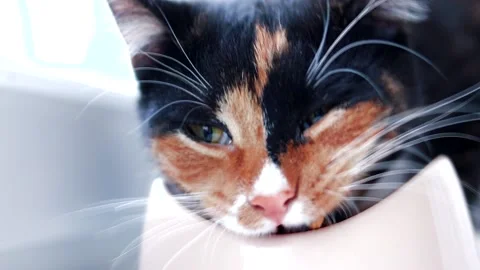 Cat eats from a bowl . Feeding your pet. Dry food for cats. Pets. The cat is Stock Footage 142467993