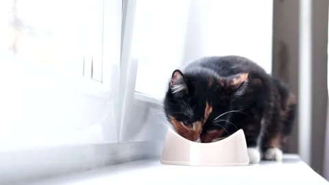 Cat eats from a bowl . Feeding your pet. Dry food for cats. Pets. The cat is Stock Footage 142468275
