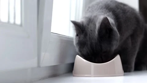 Cat eats from a bowl . Feeding your pet. Dry food for cats. Pets. The cat is Stock Footage 143820113