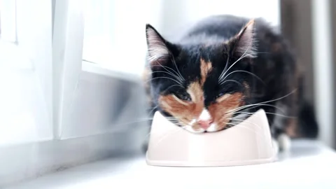 Cat eats from a bowl . Feeding your pet. Dry food for cats. Pets. The cat is Stock Footage 143820128